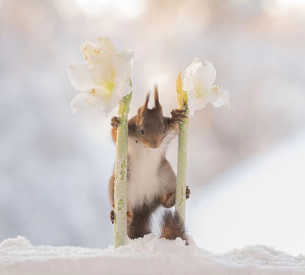 Red squirrel standing between white Hippeastrum flowers
