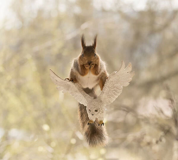 Red Squirrel standing on a white owl