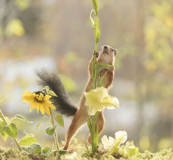 Red Squirrel with a sunflower