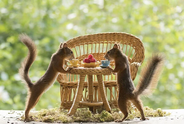 Red Squirrel with a table and cups
