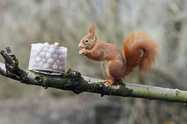 Red Squirrel - taking hazel nut from feeding station in garden, Lower Saxony, Germany