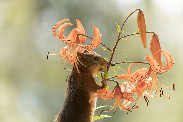 Red Squirrel with tiger lilies