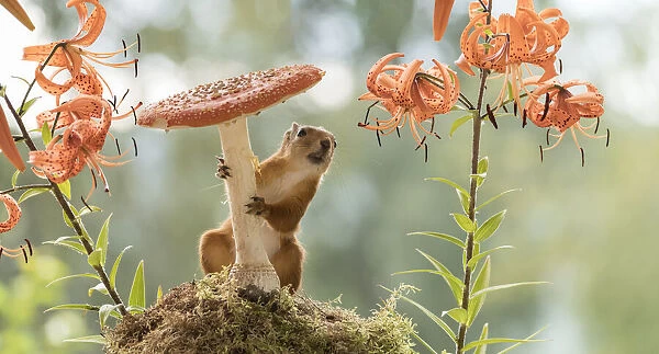 Red Squirrel with tiger lilies and toadstool