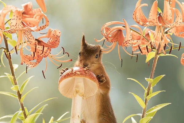 Red Squirrel with tiger lilies and toadstool
