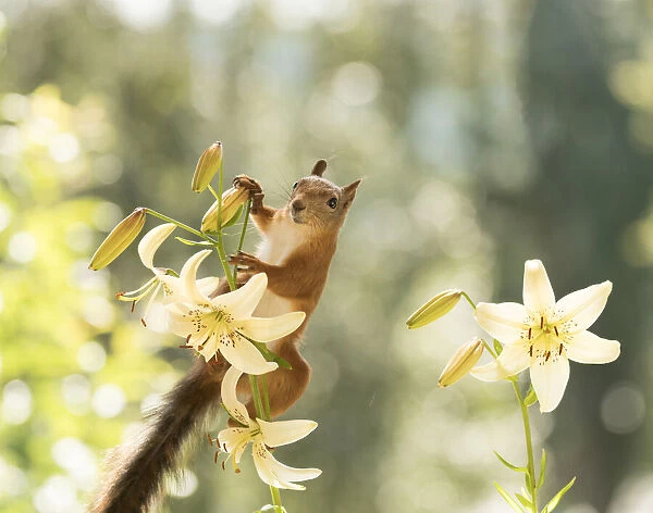 Red Squirrel in a tiger lily flower