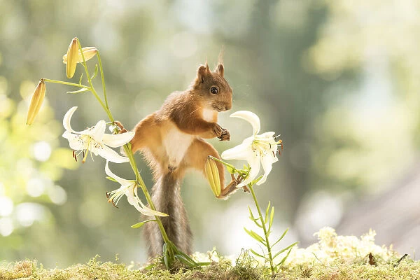 Red Squirrel in a tiger lily flower