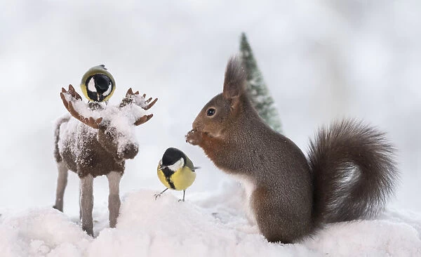 Red squirrel and titmouse standing with a moose