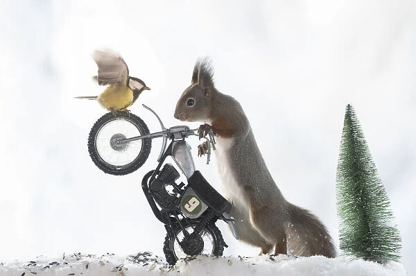 red squirrel and titmouse standing on a motor bike in snow