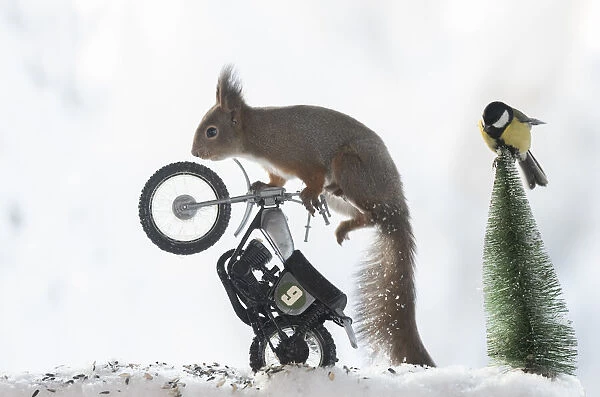 red squirrel and titmouse are standing on an motor bike in snow Date: 03-02-2021