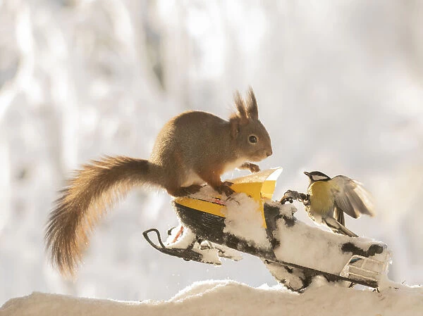 red squirrel and titmouse standing on a snow scooter on snow