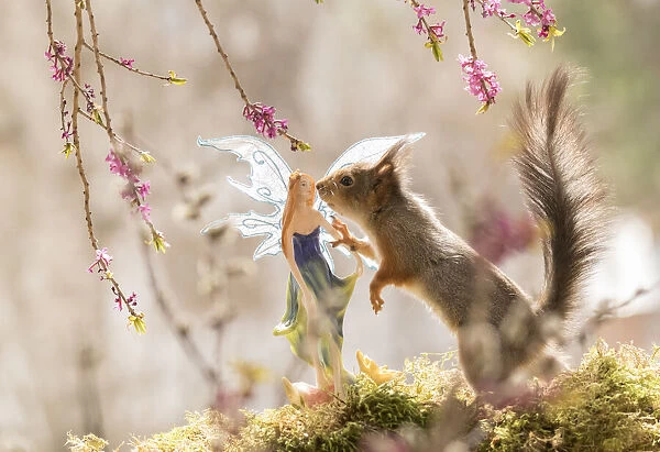 Red Squirrel touching a fairy