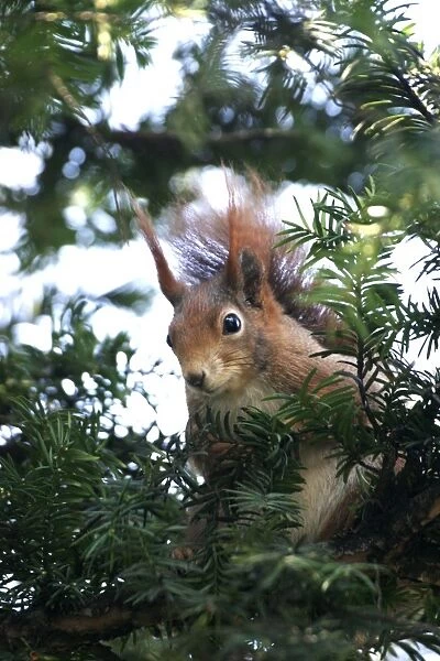 Red squirrel - in tree