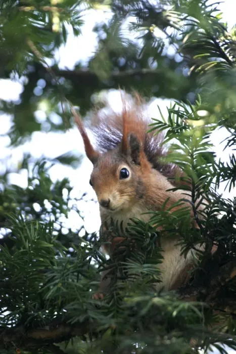 Framed Print : Red squirrel - in tree