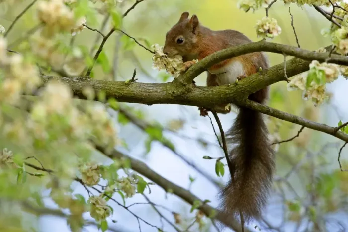 Framed Print : Red squirrel on tree feeding on seeds of horn beam Bavaria, Germany Framed Print : Red squirrel on tree feeding on seeds of horn beam Bavaria, Germany