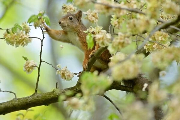 Red squirrel on tree reaching for seeds of horn beam Bavaria, Germany