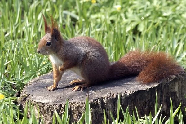 Red squirrel - on tree stump