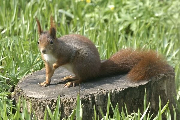Red Squirrel - on tree stump Vienna. Austria
