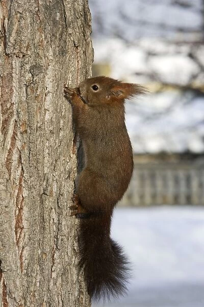 Red Squirrel - on tree trunk