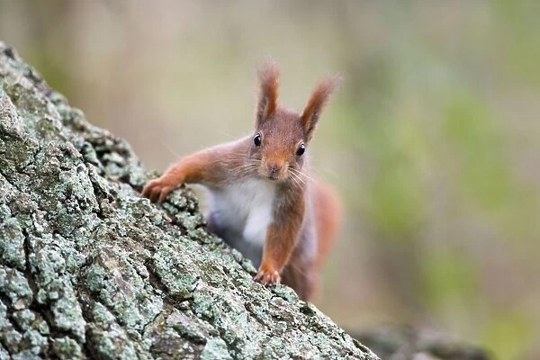 Red Squirrel - on tree trunk - UK
