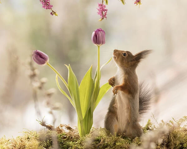 Red Squirrel with tulip and Daphne mezereum flower branches
