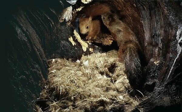 Red Squirrel UB 91 Pair in nest hole Sciurus vulgaris © Uno Berggren  /  ARDEA LONDON