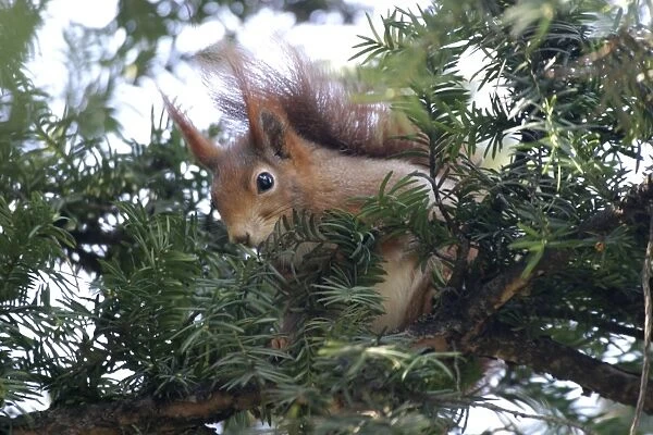 Red Squirrel Vienna - Austria