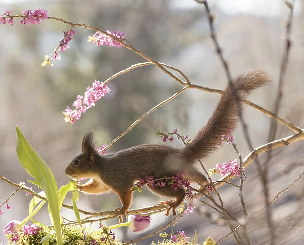 Red Squirrel walking on Daphne mezereum flower branches