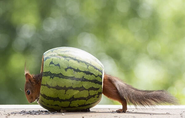 red squirrel walking through an watermelon
