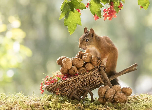 Red Squirrel with a wheelbarrow with nuts