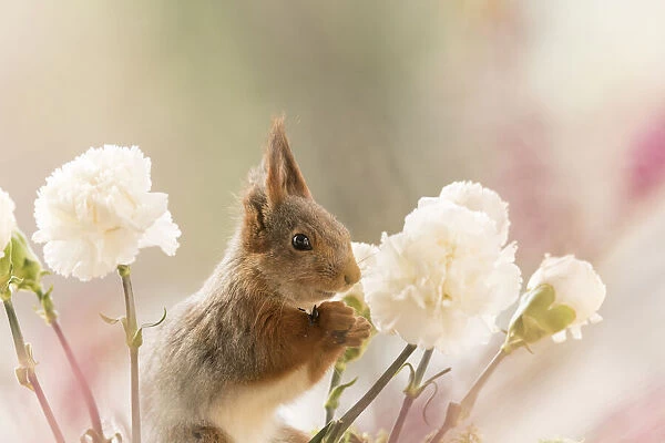 Red Squirrel between white Dianthus flowers