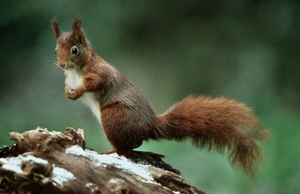 Red Squirrel in winter, standing upright