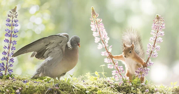 Red Squirrel and woodpigeon with lupine flowers