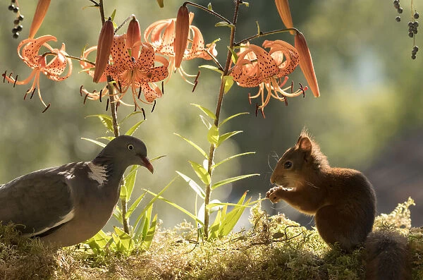 Red Squirrel and woodpigeon standing with a tiger lily Date: 07-08-2021
