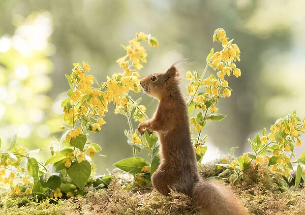 Red Squirrel with yellow loosestrife