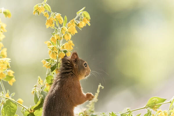 Red Squirrel with yellow loosestrife