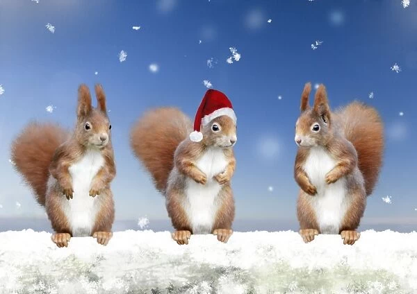 Red Squirrels - 3 standing in snowy Christmas scene - wearing Santa hat Manipulated Image: Squirrel replicated. Hat and snow added etc