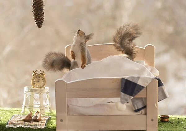 Red Squirrels on a bed