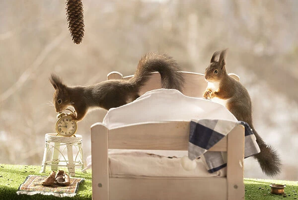 Red Squirrels in an bed with an clock