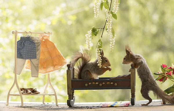 Red Squirrels with bed and a Clothes rack