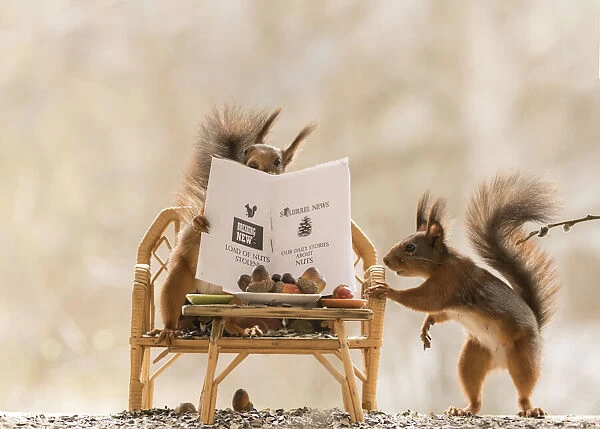 Red Squirrels on a bench with a newspaper