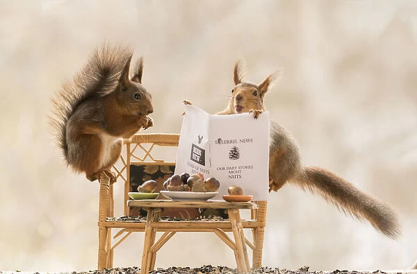 Red Squirrels on bench with a newspaper and open mouth