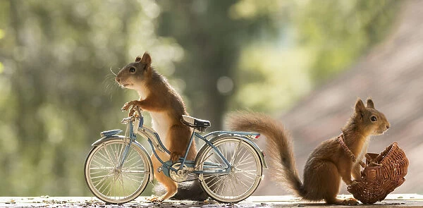 Red Squirrels with a bicycle and basket