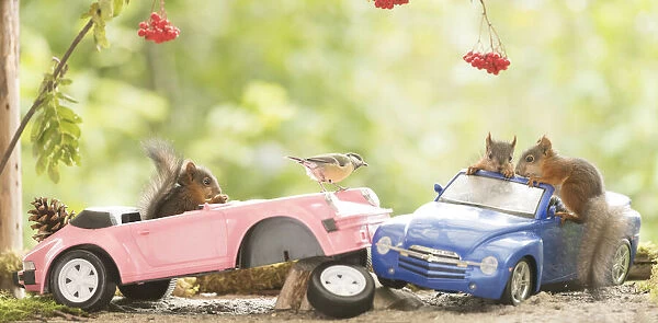 Red Squirrels with an broken car