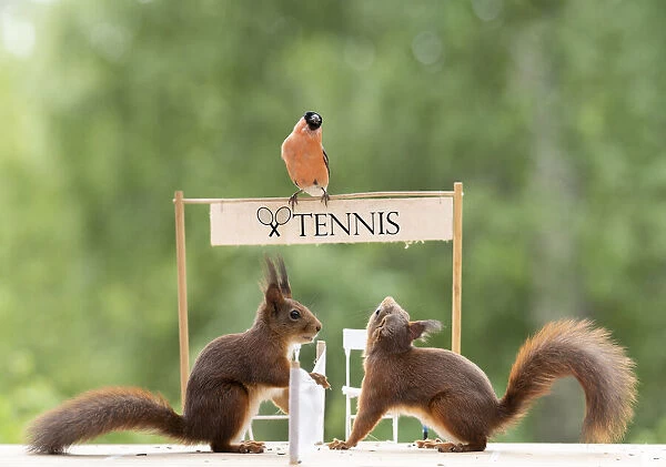 red squirrels and bullfinch standing on a tennis court
