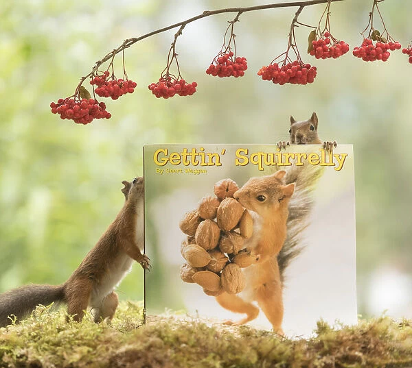 Red Squirrels with a calendar