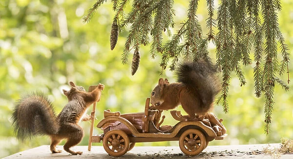 Red Squirrels with an car
