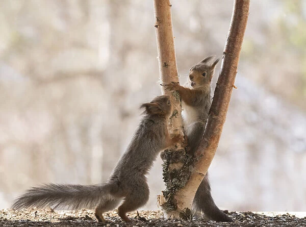Red Squirrels climbing in a birch tree