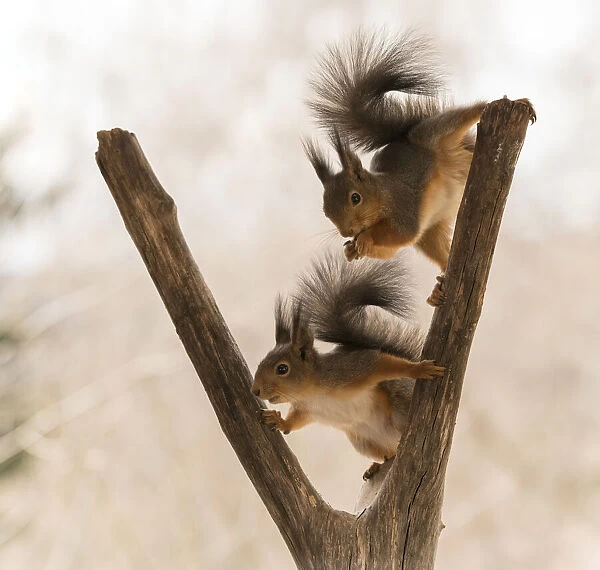 Red Squirrels climbing in a tree trunk