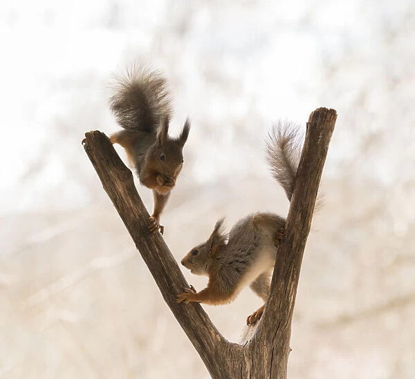 Red Squirrels climbing on a tree trunk