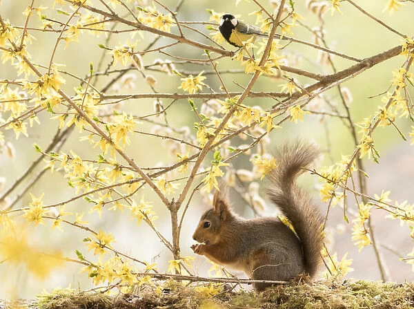 red squirrels climbs in flower Forsythia branches with great tit Date: 21-05-2021